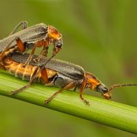 Soldier Beetles - Cantharis nigricans 